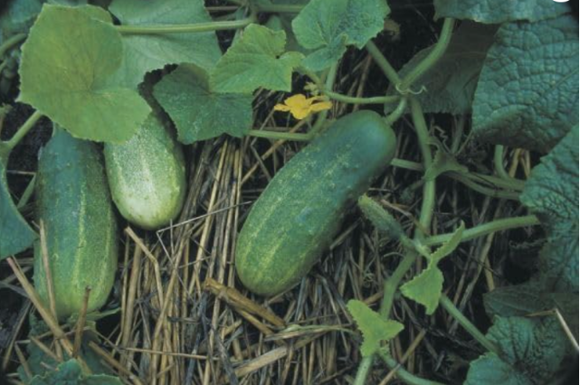 Calypso Pickling Cucumber | Cucumis sativus | Crispy Firm Flesh, Ideal for Pickles