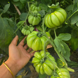 659 Wife's Gift Tomato Seeds | Ukrainian Ribbed Red Tomato, 7.1-14.1 oz