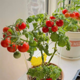 660 Mini Krasny Milo Tomato Seeds | Compact Dwarf Cherry Tomato, Early Red Fruit Great for Pots