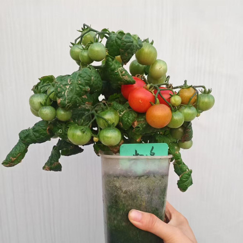 660 Mini Krasny Milo Tomato Seeds | Compact Dwarf Cherry Tomato, Early Red Fruit Great for Pots