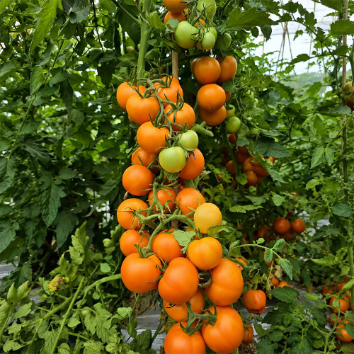 653 Zlatava Tomato Seeds | Orange-Red Bi-Color Tomato, About 3.5 oz