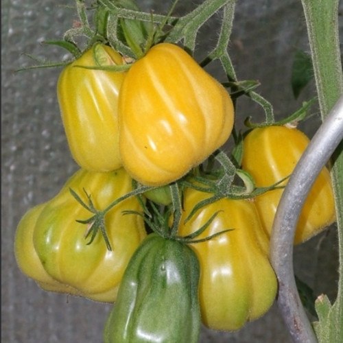 652 Teralu Yellow Tomato Seeds | Yellow Pear-Shaped Tomato, 3.5-7.1 oz