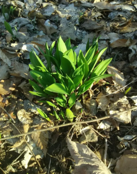 Wild Leek (Ramps) | Allium tricoccum | Organic Bulbs, Edible Spring Perennial, Rich Garlic-Onion Flavor