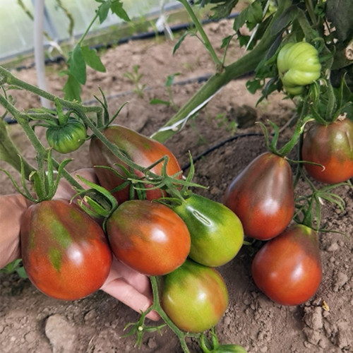 649 Ravenna Old Heart Tomato Seeds | Purple Plum-Shaped Tomato, 5.3-7.1 oz
