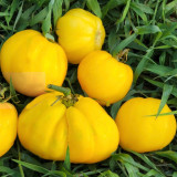 652 Teralu Yellow Tomato Seeds | Yellow Pear-Shaped Tomato, 3.5-7.1 oz