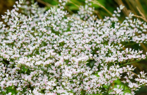 German Statice Seeds | Limonium tataricum | White Sea Lavender, Dried Cut Flower