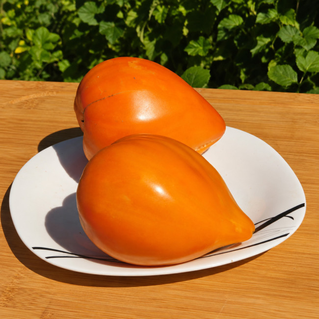 569 Orange Heart from Angelina Tomato Seeds | 7.1-14.1 oz Sweet Orange Oxhearts, Indeterminate