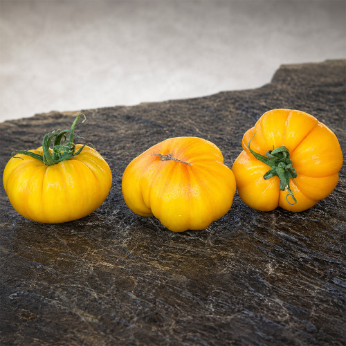 654 Wilthyme Bi-Color Tomato Seeds | Large Bi-Color Beefsteak Tomato, 7.1-14.1 oz
