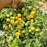 42 Golden Hour Tomato Seeds | 0.7-1.1 oz Golden-Orange Oval Cherries, 10-16 Inch Micro Dwarf