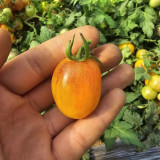 42 Golden Hour Tomato Seeds | 0.7-1.1 oz Golden-Orange Oval Cherries, 10-16 Inch Micro Dwarf