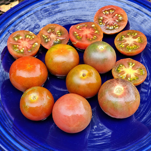 582 Blue Bunny Tomato Seeds | 1-3 oz Dusky Red Saladette Tomatoes with Indigo Shoulders