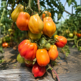 655 Rainbow Flavor Tomato Seeds | Bi-Color Pear-Shaped Tomato, 5.3-8.8 oz, Suitable for Greenhouse or Field
