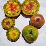 583 Sandburg GWR Tomato Seeds | 7.1-14.1 oz Green-Pink Bicolor Beefsteaks, Indeterminate