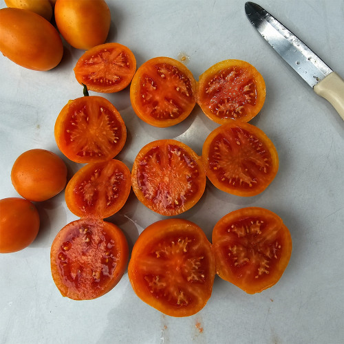 653 Zlatava Tomato Seeds | Orange-Red Bi-Color Tomato, About 3.5 oz