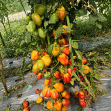 655 Rainbow Flavor Tomato Seeds | Bi-Color Pear-Shaped Tomato, 5.3-8.8 oz, Suitable for Greenhouse or Field