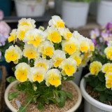 U2334 Da Danta Ruffled Viola Seeds | Viola × williamsii | Cream-White Flowers with Custard-Yellow Centers