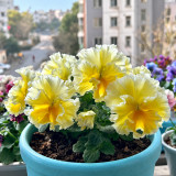 U2334 Da Danta Ruffled Viola Seeds | Viola × williamsii | Cream-White Flowers with Custard-Yellow Centers