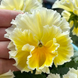 U2334 Da Danta Ruffled Viola Seeds | Viola × williamsii | Cream-White Flowers with Custard-Yellow Centers