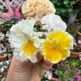 U2334 Da Danta Ruffled Viola Seeds | Viola × williamsii | Cream-White Flowers with Custard-Yellow Centers
