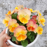U2335 Imperial Antique Shades F1 Pansy Seeds | Viola × wittrockiana | 2.5 in. Vintage-Toned Flowers