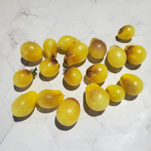 568 Indigo Kumquat F1 Tomato Seeds | 0.7-0.9 oz Golden Grape Tomatoes with Indigo Shoulders