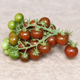 561 Morgan Love Tomato Seeds |  0.7-0.9 oz Chocolate-Brown Cherries on Heavy Trusses