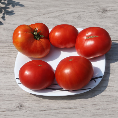 564 Clare Valley Red Tomato Seeds | 3-6 oz Classic Red Salad Tomatoes, 3 Foot Dwarf