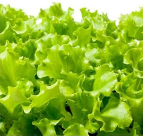 Salad Bowl Lettuce Seeds | Lactuca sativa | Non-GMO, Tender Green Leaves, Home Garden Vegetable