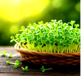 Alfalfa Seeds | Medicago sativa | Organic, Microgreens, Cover Crop, Non-GMO Legume