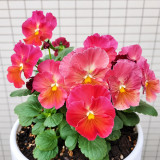 U2335 Imperial Antique Shades F1 Pansy Seeds | Viola × wittrockiana | 2.5 in. Vintage-Toned Flowers