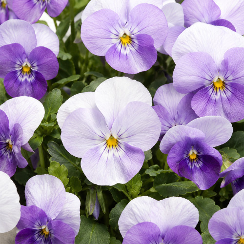 U2337 Floral Power Pink Beacon F1 Viola Seeds | Rose-Pink Bicolor Flowers on Compact 4–6 in. Plants