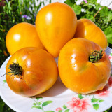 555 VT16 Bicolor Tomato Seeds | Yellow-Orange Heart-Shaped Beefsteaks with Red Blush and Fruity Flavor