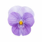 U2337 Floral Power Pink Beacon F1 Viola Seeds | Rose-Pink Bicolor Flowers on Compact 4–6 in. Plants