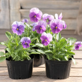 U2337 Floral Power Pink Beacon F1 Viola Seeds | Rose-Pink Bicolor Flowers on Compact 4–6 in. Plants