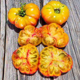 559 Oaxacan Jewel Tomato Seeds | Bicolor Yellow-Orange Beefsteak with Red Marbling