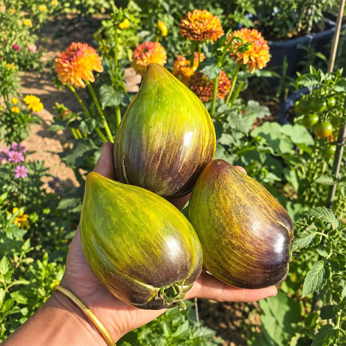 542 Emerald Brocade F5 Tomato Seeds | 7.1–12.3 oz Green Heart Tomatoes with Pink Blush and Anthocyanin Shoulders