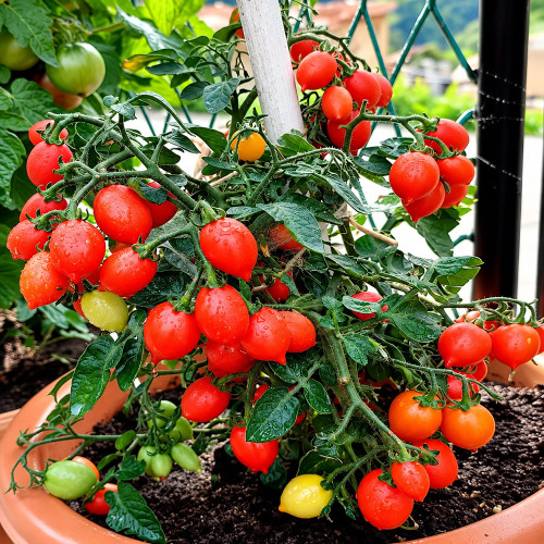 553 Little Heartbreaker Tomato Seeds | 8 in. Micro-Dwarf Plant | Tiny Red Heart-Shaped Fruits