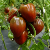 645 Black Pyramid Tomato Seeds | Mid-Season Tomato, 3.5-6.3 oz, Brown-Red Heart-Shaped