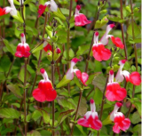 Hot Lips Salvia Seeds | Salvia microphylla | Perennial Red-White Bicolor Blooms, Attracts Hummingbirds