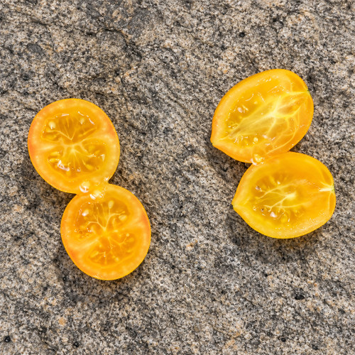 545 Tigret Yellow Tomato Seeds | 0.5–0.7 oz Striped Golden Cherries on 8–12 in. Micro-Dwarf Plants