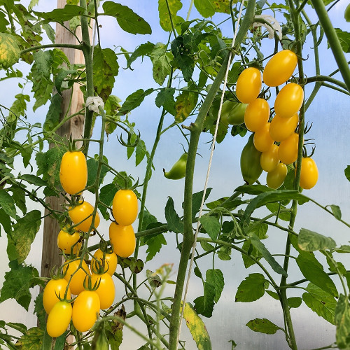 546 Transparent Drop Tomato Seeds | Translucent Yellow 0.2–0.5 oz Grape Tomatoes on Tall Vines