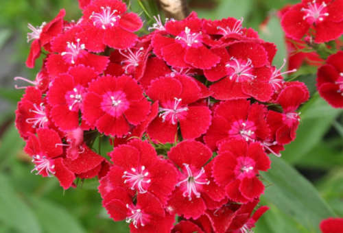 Maiden Pink Dianthus Seeds | Dianthus deltoides | Fragrant Perennial, Vibrant Red Blooms
