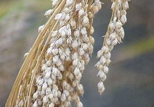 White Proso Millet Seeds | Panicum miliaceum | Cover Crop, Wildlife Food Plot, Grain Crop