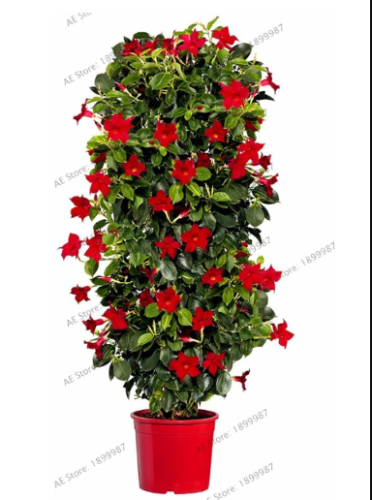 Mandevilla Sanderi Seeds | Dipladenia sanderi | Perennial Tropical Climber, Vibrant Red Blooms