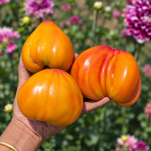 532 Minusinsk Orange Elephant Tomato Seeds | Golden-Orange Hearts with Pink Blush | Approx. 7–11 oz