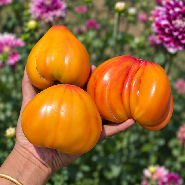 532 Minusinsk Orange Elephant Tomato Seeds | Golden-Orange Hearts with Pink Blush | Approx. 7–11 oz