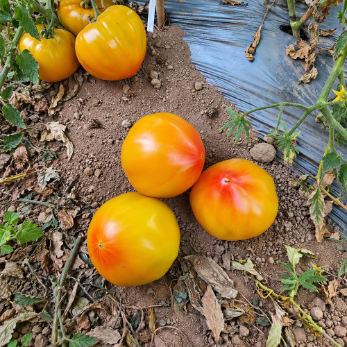 543 Minea's Heart Tomato Seeds | Orange-Red Bicolor Heart Tomatoes up to 17.6 oz