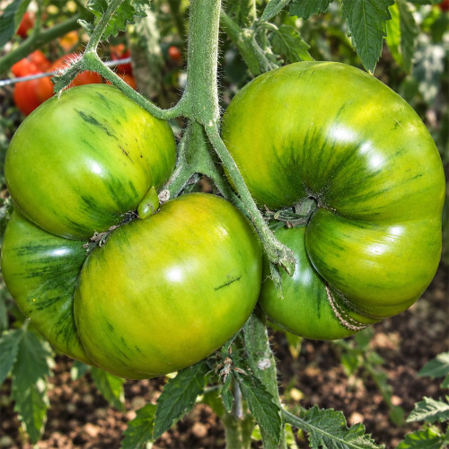 534 Green Sugar Tomato Seeds | 7.1–10.6 oz Yellow-Green Beefsteaks with Sweet Juicy Flesh