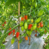544 Minos Finger Tomato Seeds | Compact Early Tomato with Sweet Red Finger-Shaped Fruits