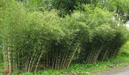 Umbrella Bamboo Seeds | Fargesia murielae | Clumping Bamboo, Privacy Screen, Shade Tolerant, Non-Invasive